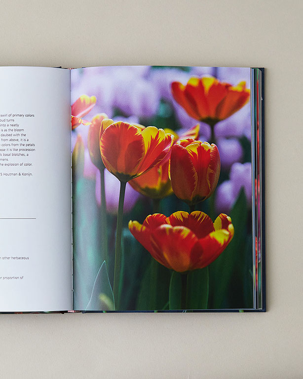 Tulips - Longwood Gardens