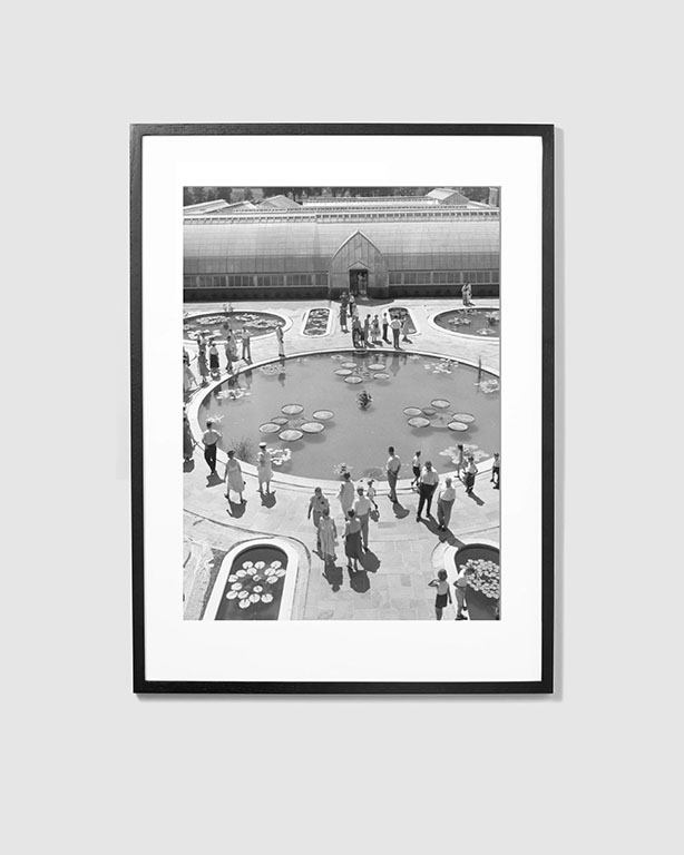 Vintage Waterlily Print
