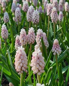 Muscari Pink Sunrise