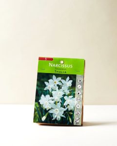 Narcissus Triandrus Thalia