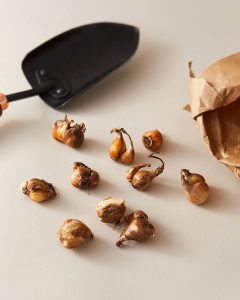 Narcissus Triandrus Pink Hawera