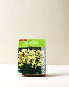 Narcissus Triandrus Hawera