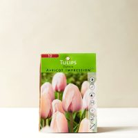 Tulip Apricot Impression - Longwood Gardens