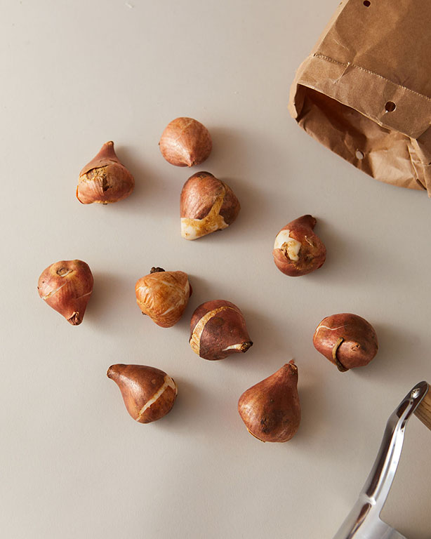 Tulips Parrot Parrot Negrita