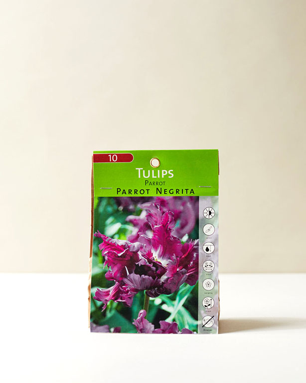 Tulips Parrot Parrot Negrita