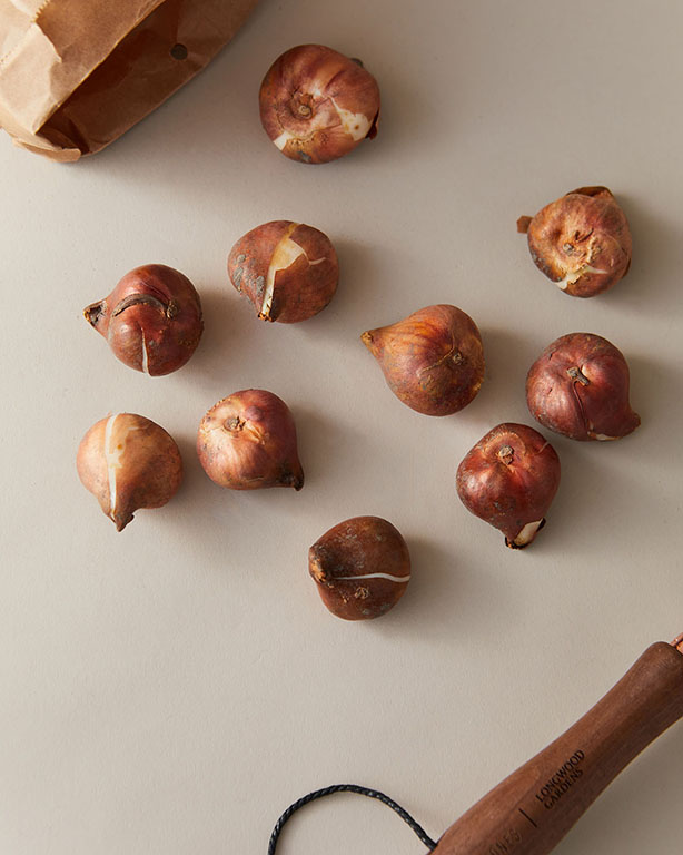 Tulips Triumph Pretty Princess