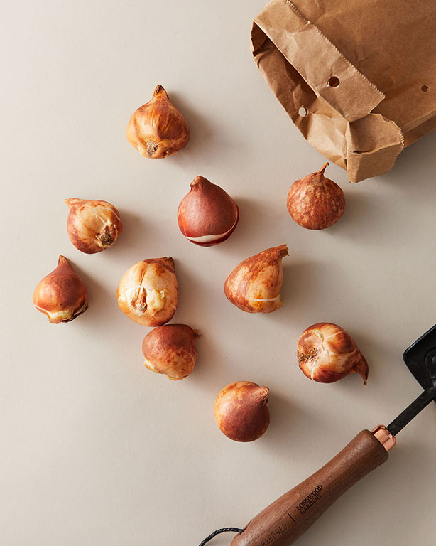 Tulips Triumph Sprying Break