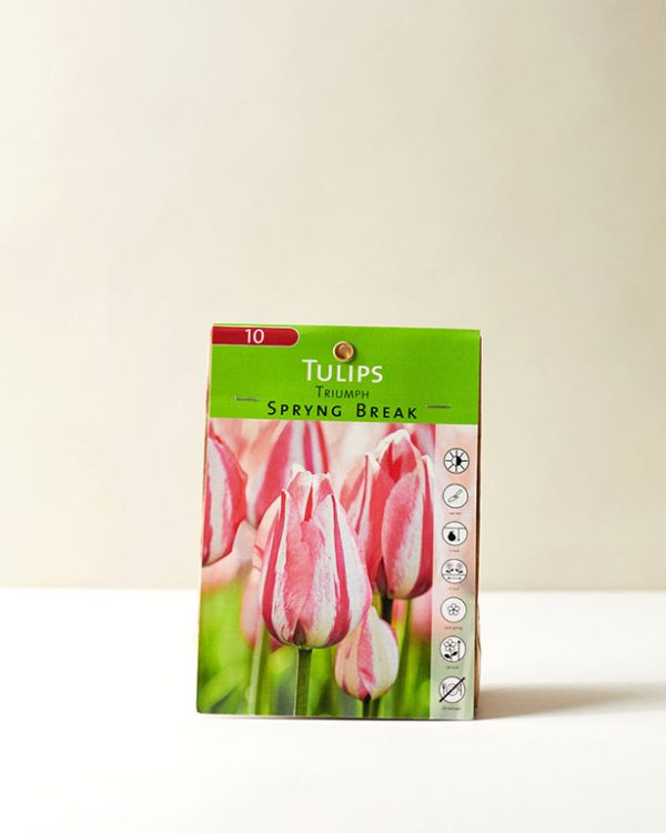 Tulips Triumph Sprying Break