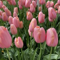 Tulip Apricot Impression - Longwood Gardens