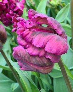Tulip Parrot Negrita