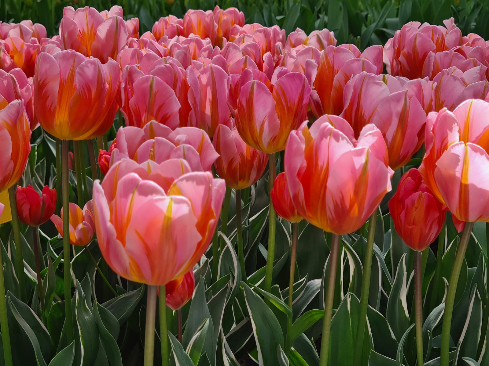 Tulip Pretty Princess