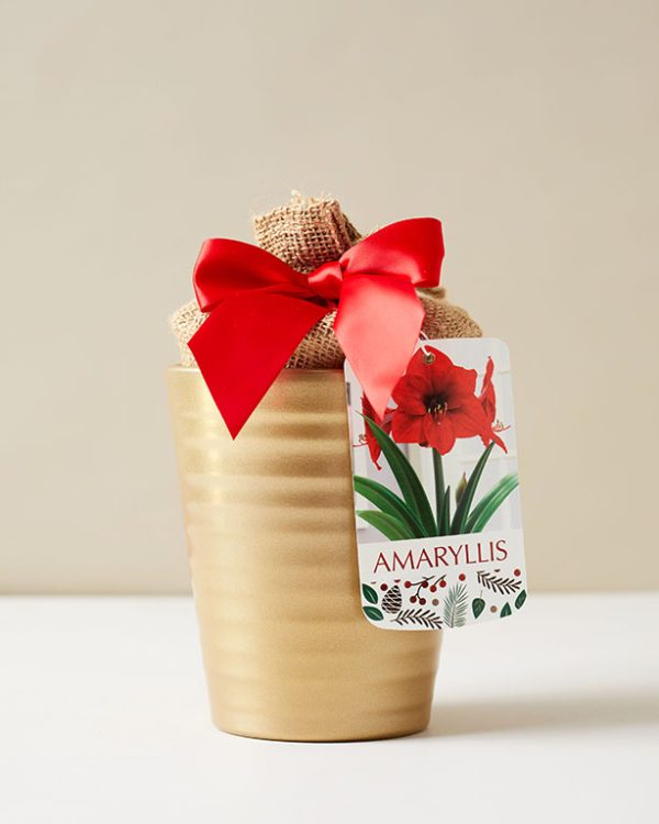 Amaryllis Kit