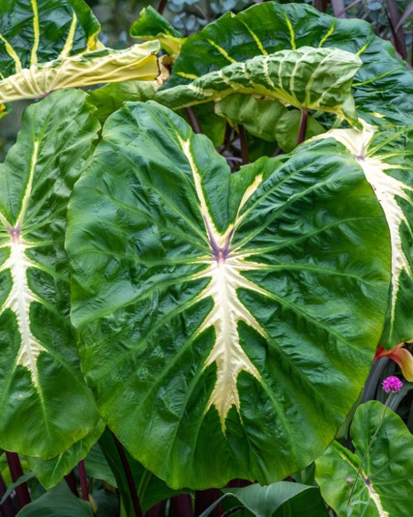 526511 Elephant S Ears Davis Harold Hank Longwood Volunteer Photographer Cropped