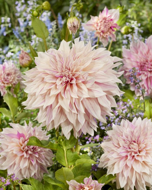 Dahlia Cafe Au Lait