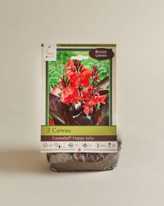 Canna Bulb