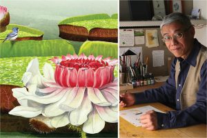 Felix Doolittle Waterlilies