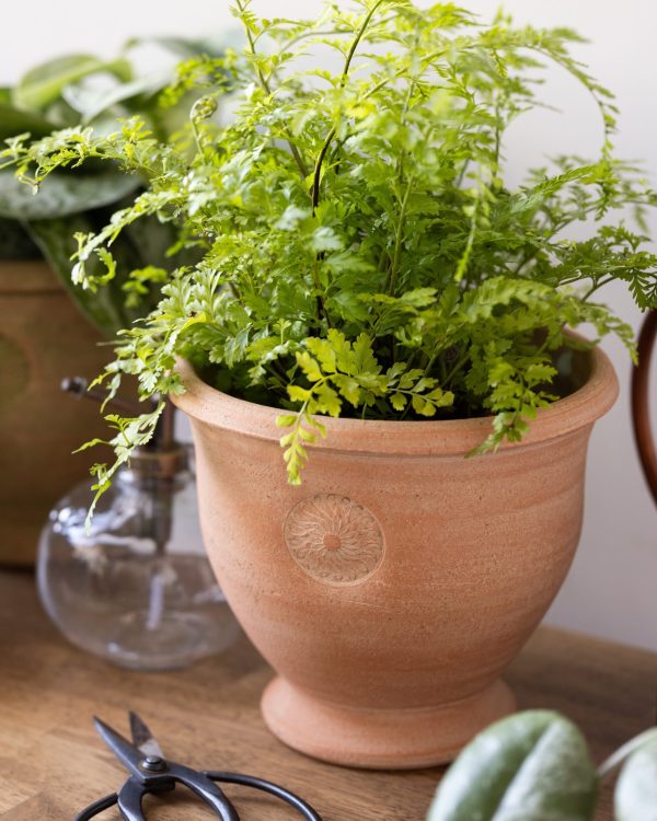 012026 Lw Pots Banner 005 (2)