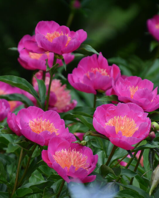 409427 Paeonia Lactiflora Leslie Peck Herbaceous Peony Berg Amy Simon Longwood Volunteer Photographer
