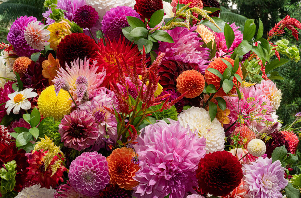 823432 Dahlia Show 2025 Hill William Bill Longwood Volunteer Photographer