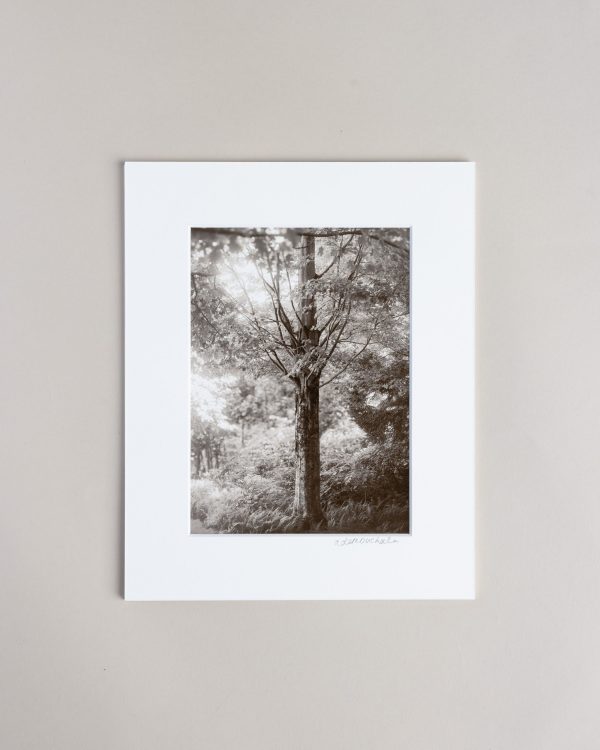 050726 Lw Tree Prints 000
