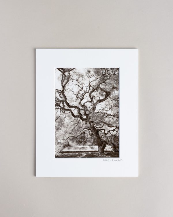 050726 Lw Tree Prints 001
