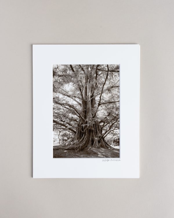 050726 Lw Tree Prints 002