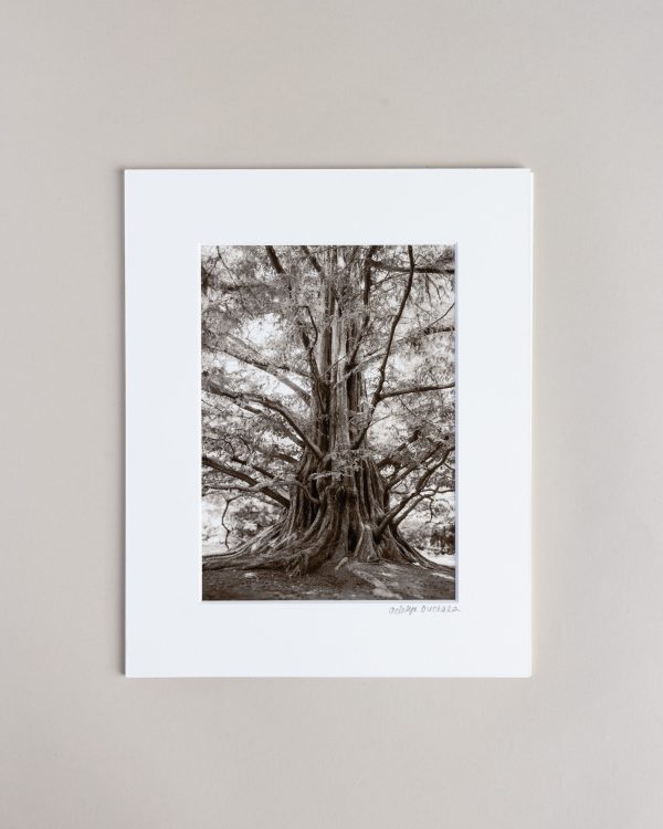 050726 Lw Tree Prints 002