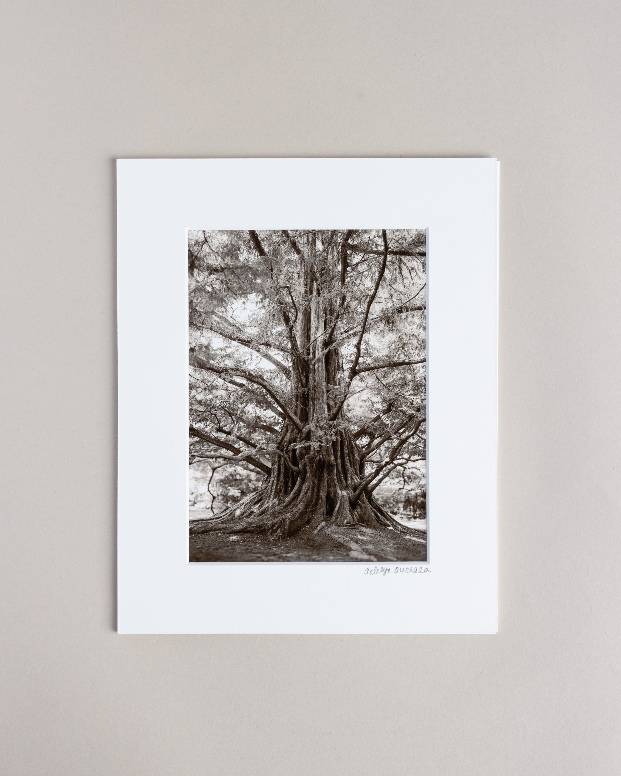 050726 Lw Tree Prints 002