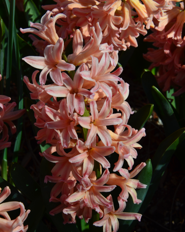 239985 Hyacinthus Orientalis Gipsy Queen Common Hyacinth Ward Candie Longwood Volunteer Photographer 