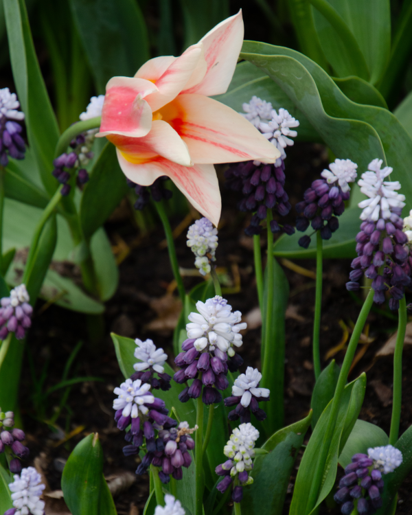 578851 Muscari Latifolium Grape Ice Grape Hyacinth Berg Amy Simon Longwood Volunteer Photographer 