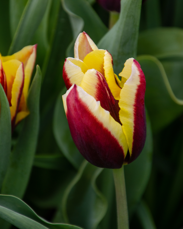 593568 Tulipa Gavota Triumph Tulip Berg Amy Simon Longwood Volunteer Photographer