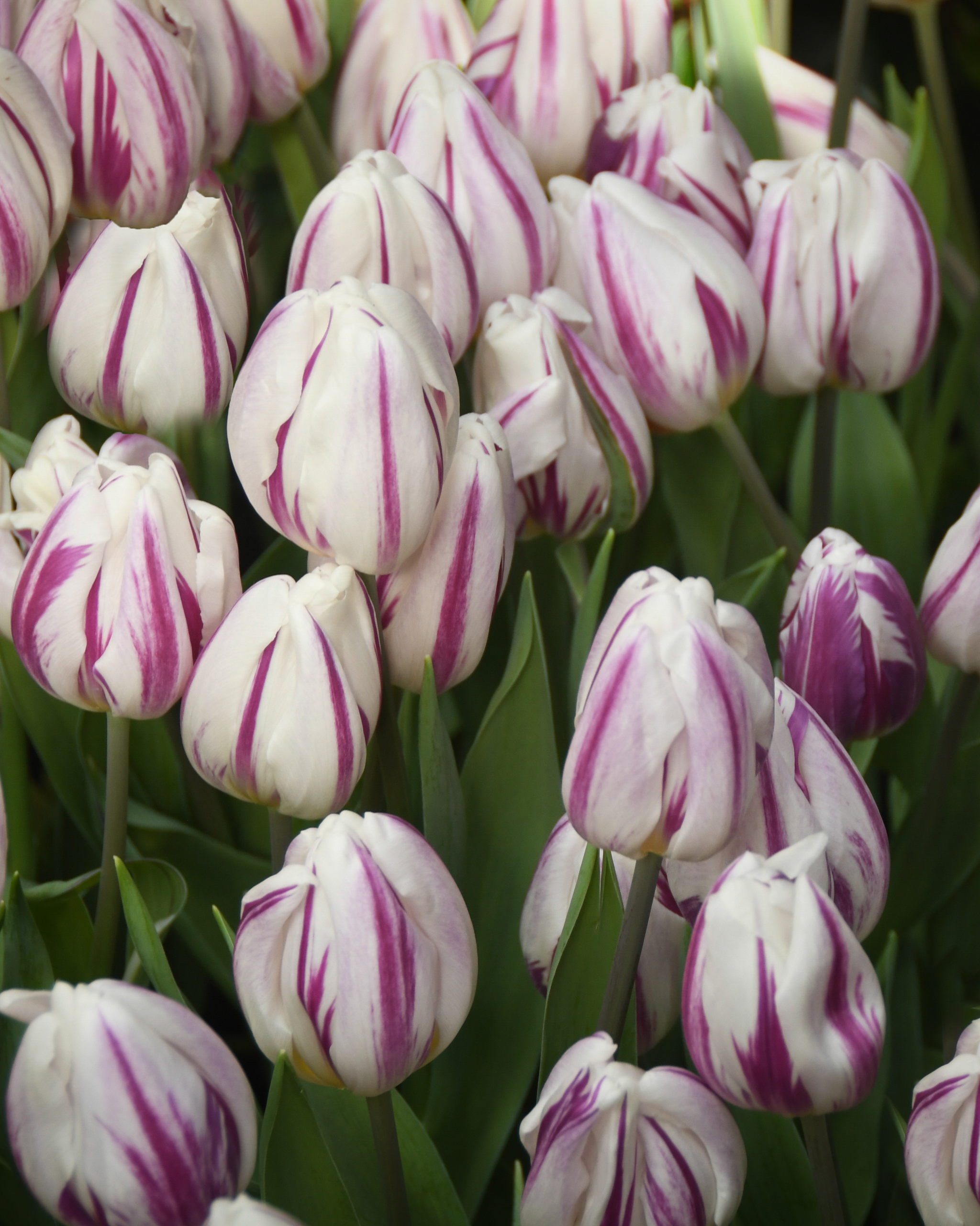 622860 Tulipa Blueberry Ripple Triumph Tulip Czeiner Judy Longwood Volunteer Photographer