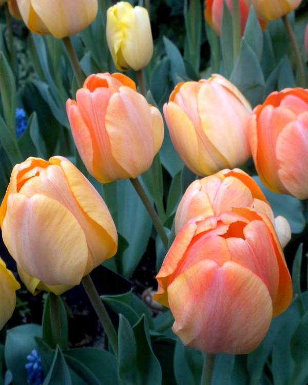 677588 Tulipa Daydream Quattrone Pat Longwood Volunteer Photographer