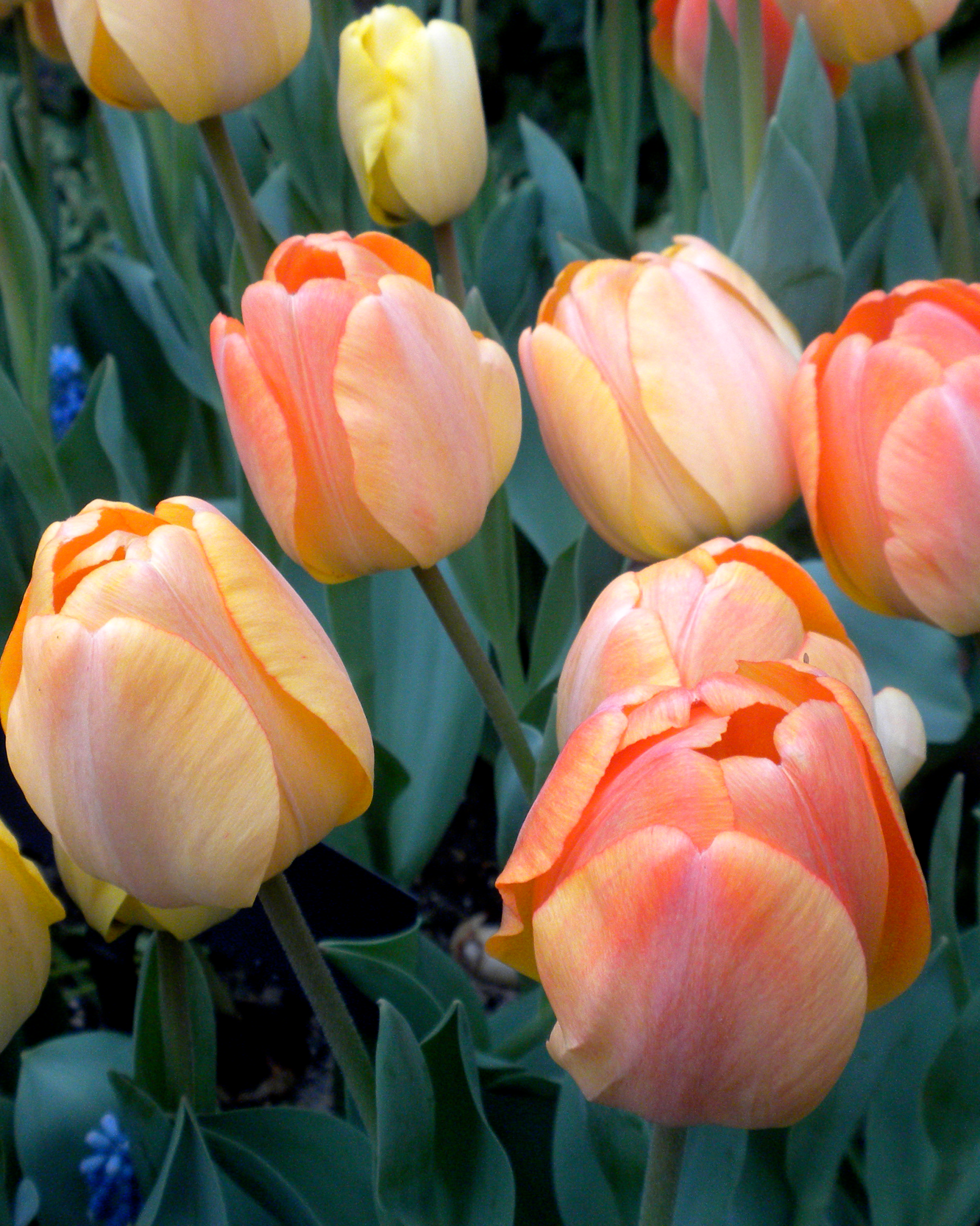 677588 Tulipa Daydream Quattrone Pat Longwood Volunteer Photographer