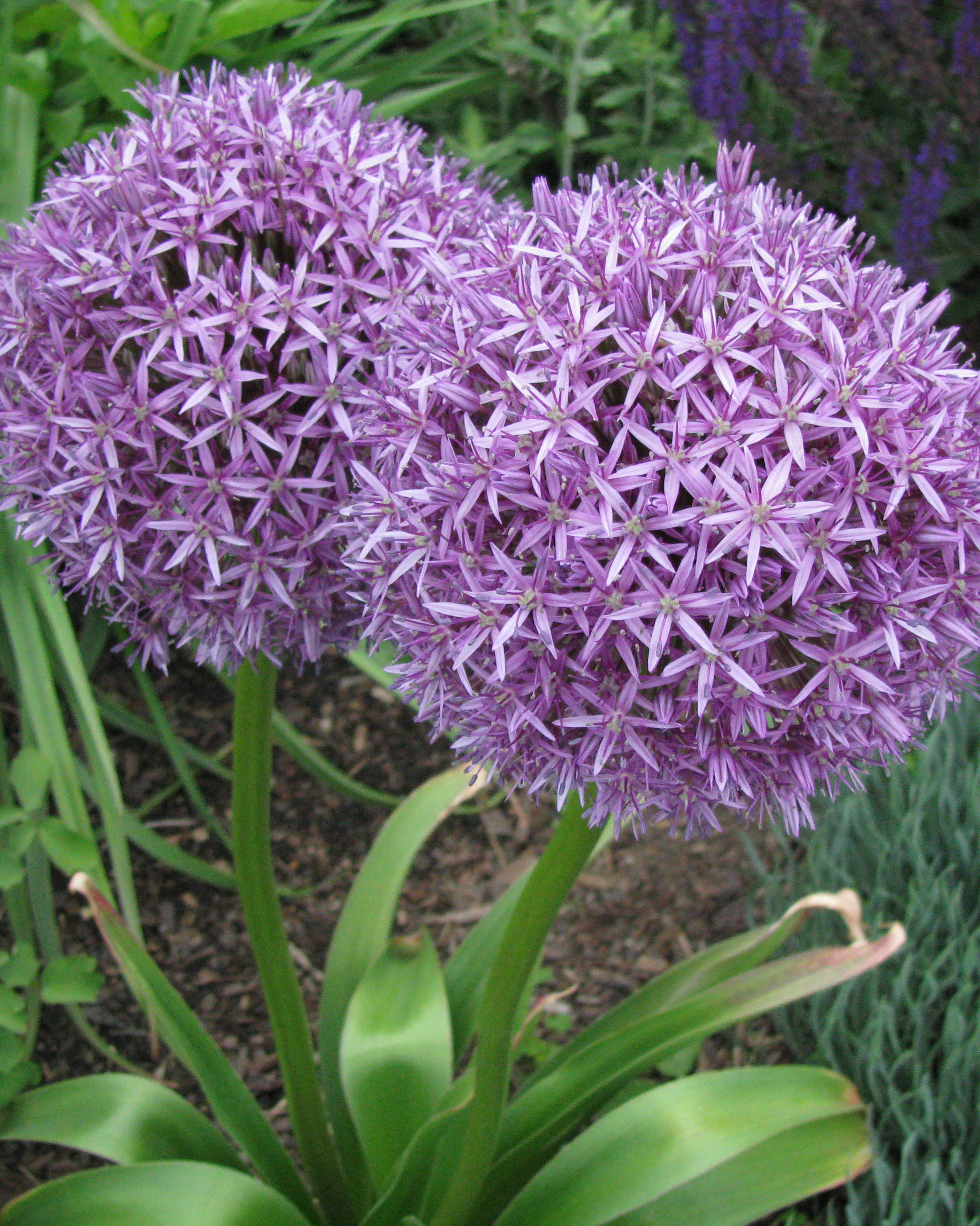 678590 Allium Lucy Ball Smith Mary