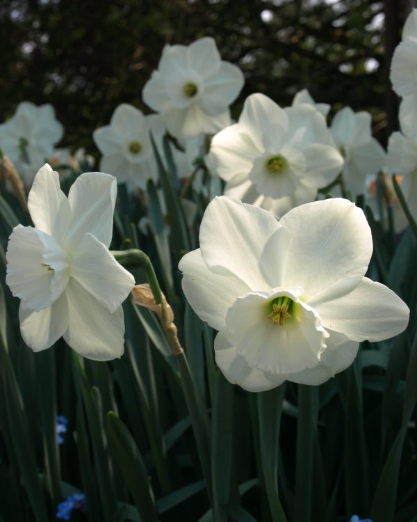 Triandrus Daffodil