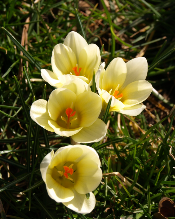 687373 Crocus Chrysanthus Cream Beauty Shanks Gary