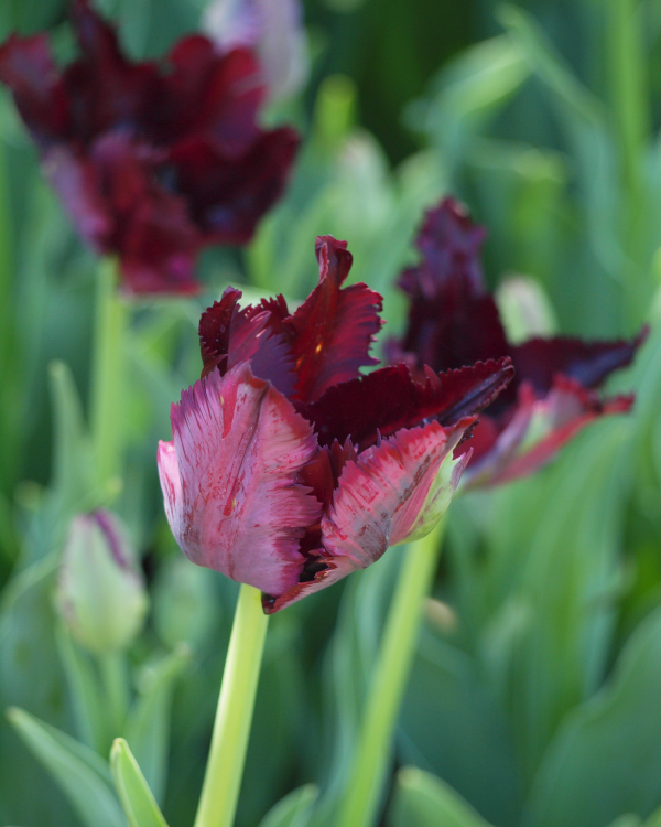 702012 Tulipa Black Parrot Bortner Ellen