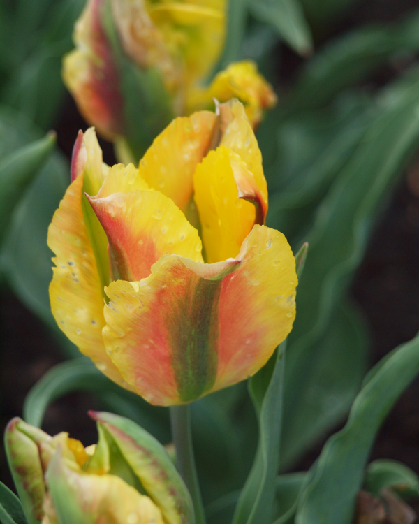 715120 Tulipa Golden Artist Havrilchak Nicole