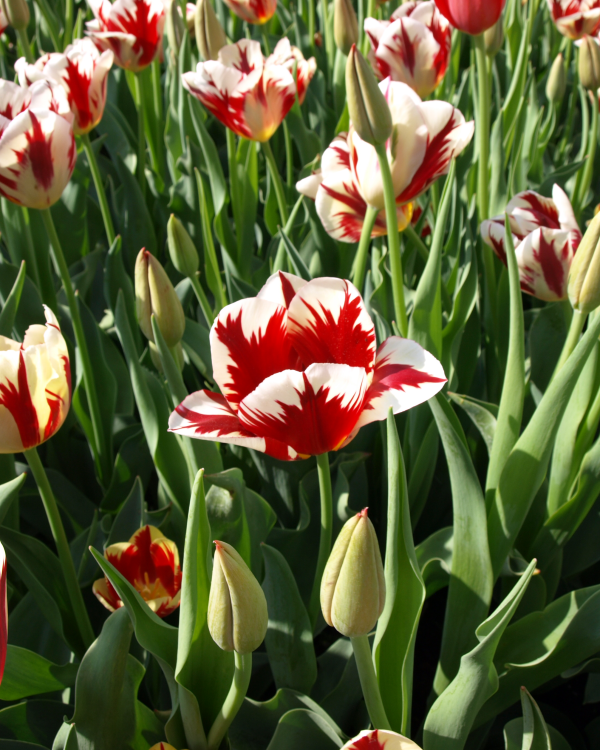 728574 Tulipa Candy Apple Delight