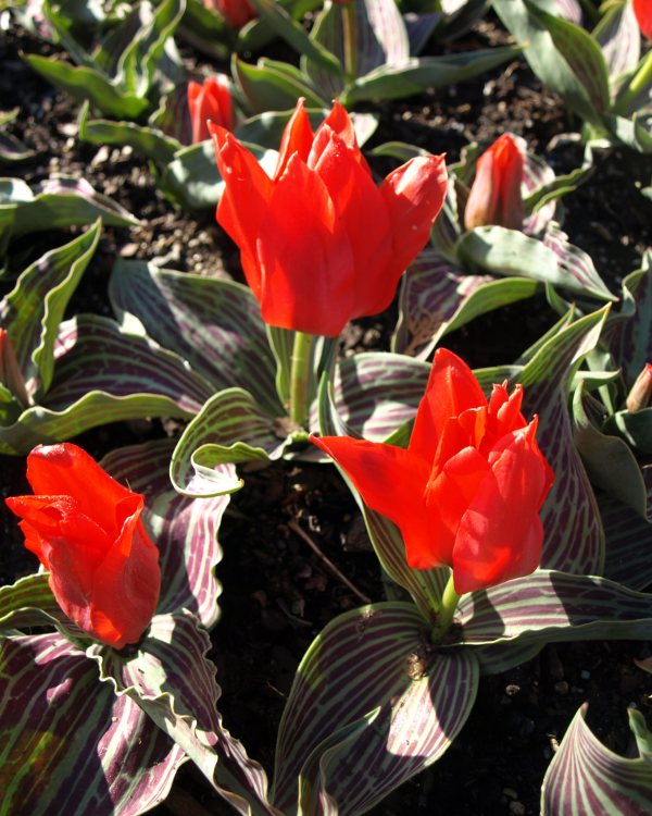 730200 Tulipa Red Riding Hood