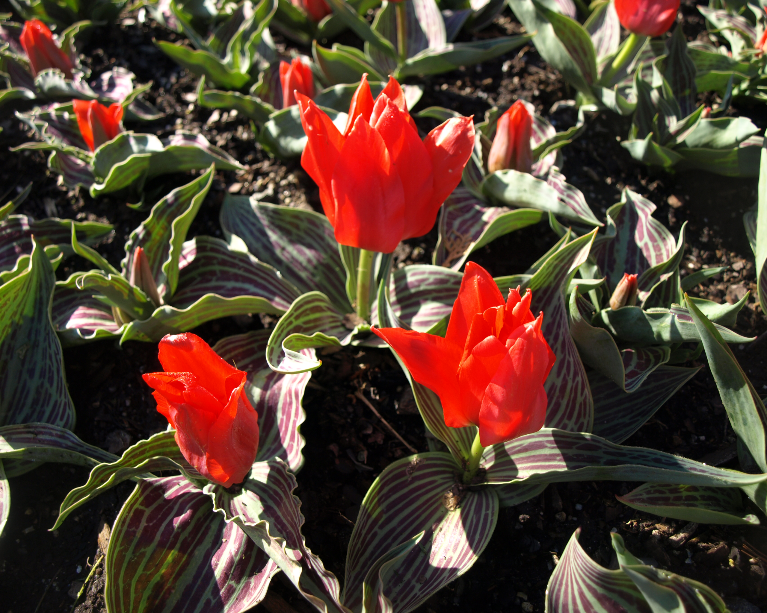 730200 Tulipa Red Riding Hood