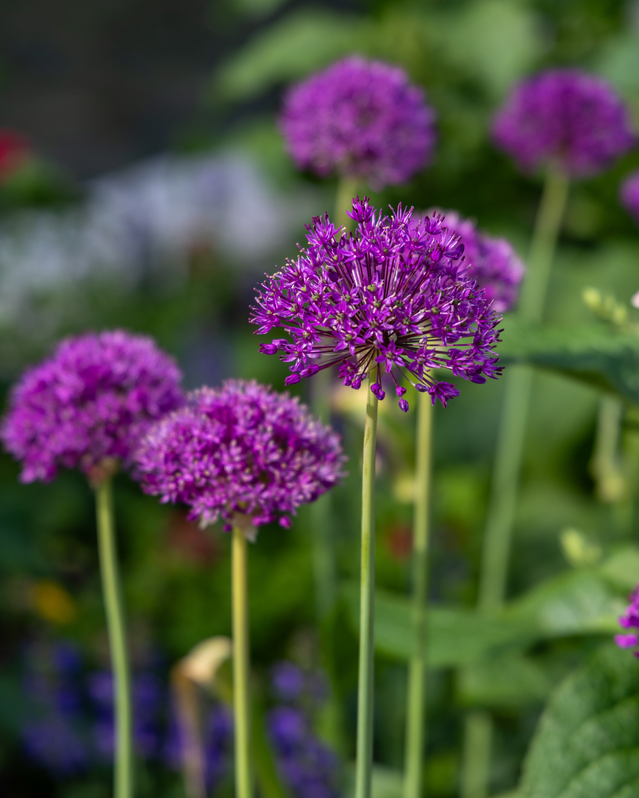 763438 Allium Hollandicum Purple Sensation Ornamental Onion Deguiseppi Carol Longwood Volunteer Photographer