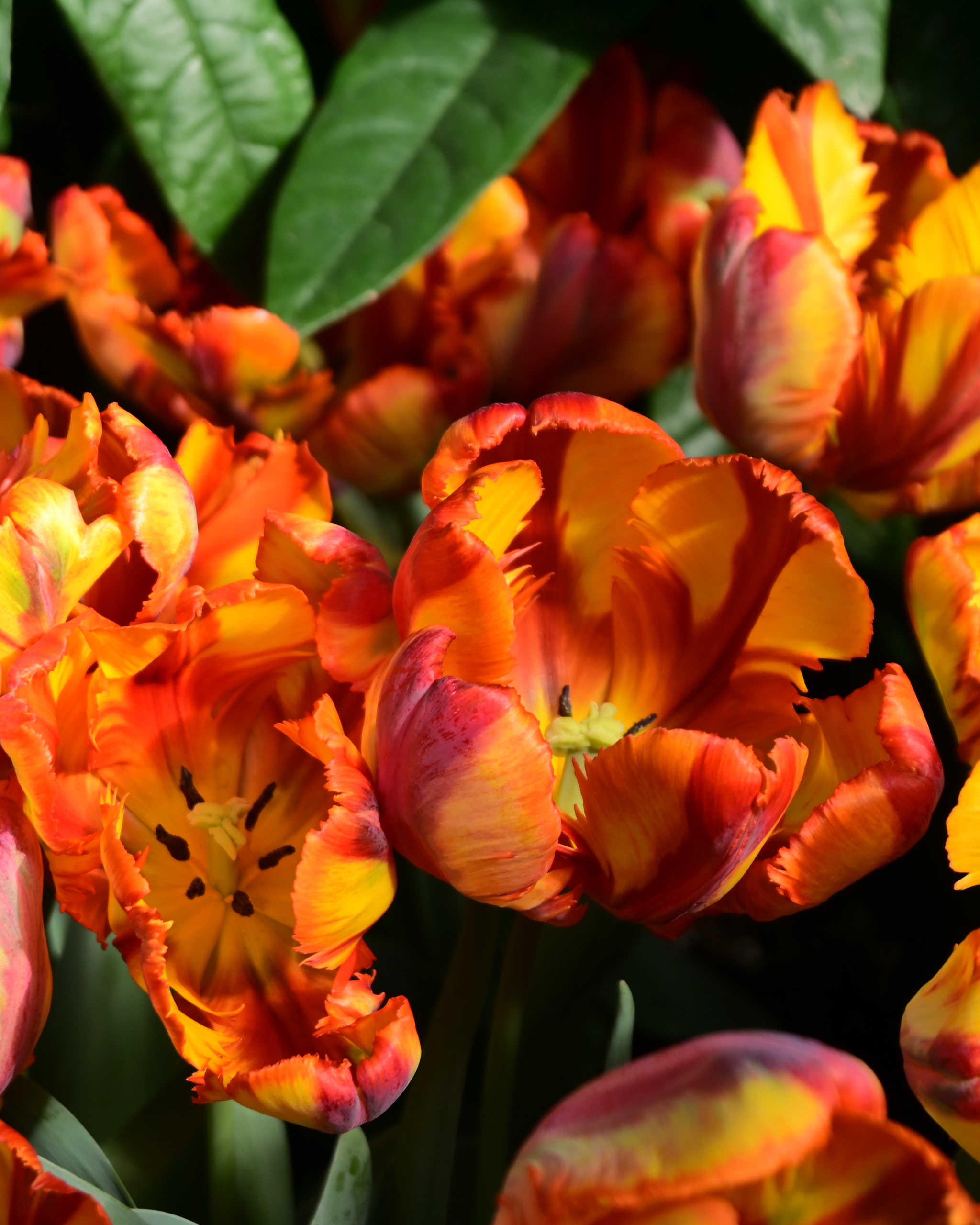 844767 Parrot Tulip Tulipa Rasta Parrot Matos Cathy Longwood Volunteer Photographer