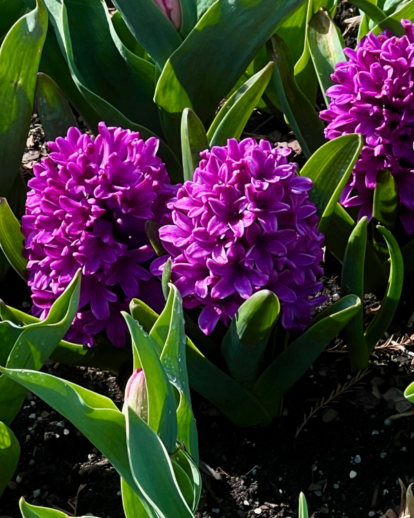 846632 Hyacinthus Orientalis Miss Saigon Ward Candie Longwood Volunteer Photographer 