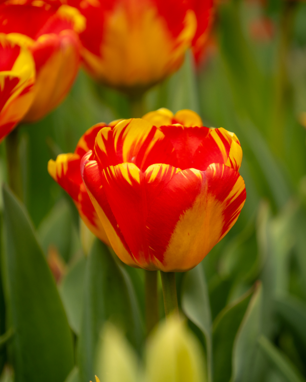 849098 Tulipa Banja Luka Darwin Hybrid Tulip Berg Amy Simon Longwood Volunteer Photographer
