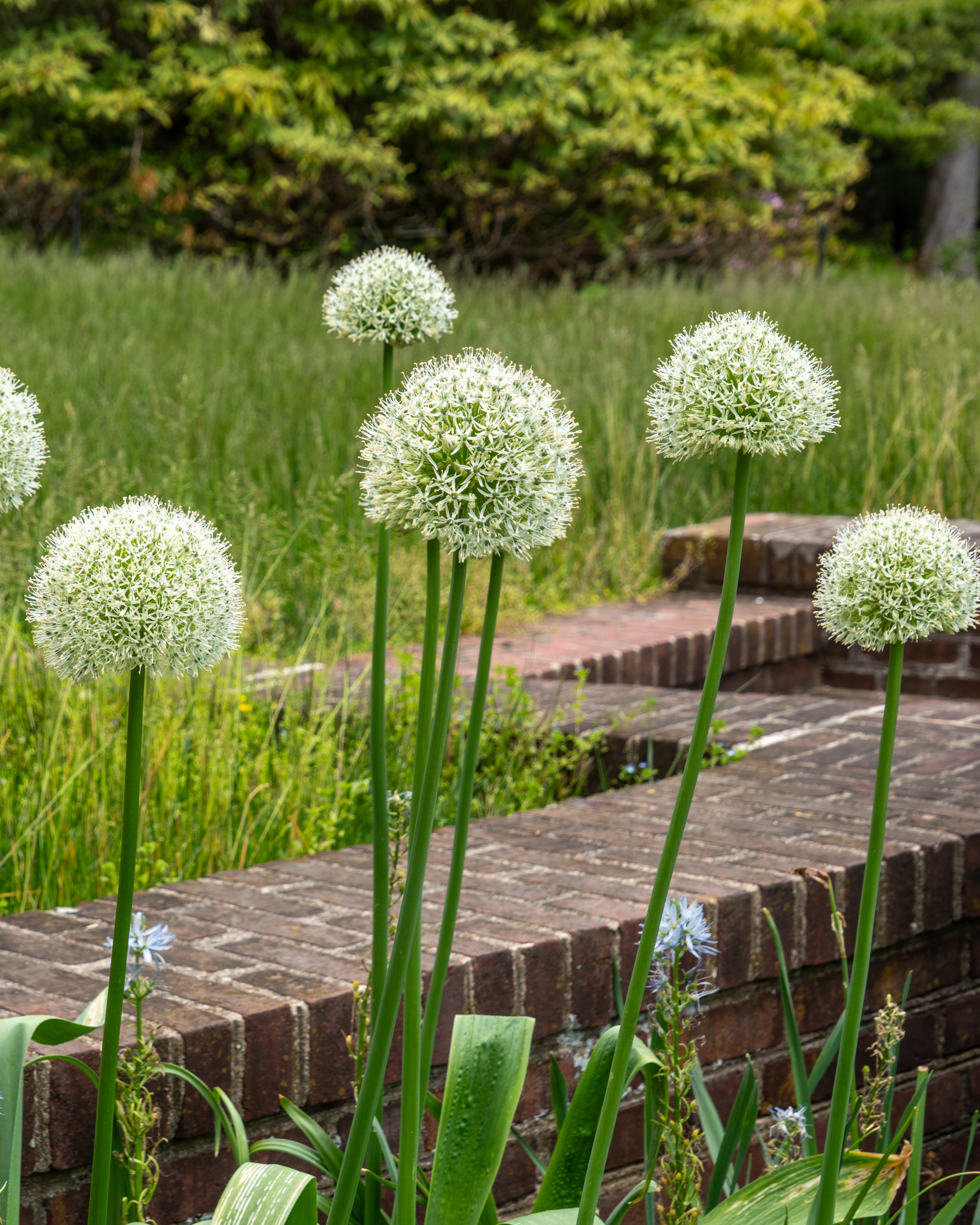 851670 Allium Stipitatum Mount Everest Ornamental Onion Berg Amy Simon Longwood Volunteer Photographer