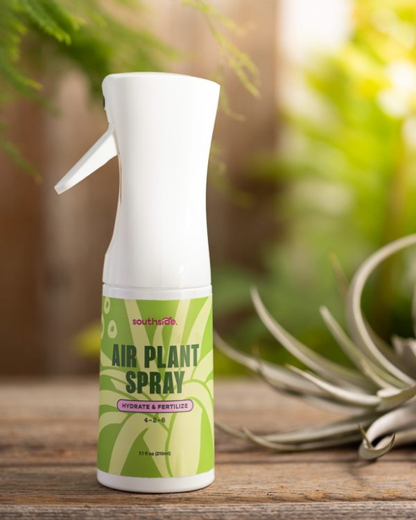 Air Plant Spray 2