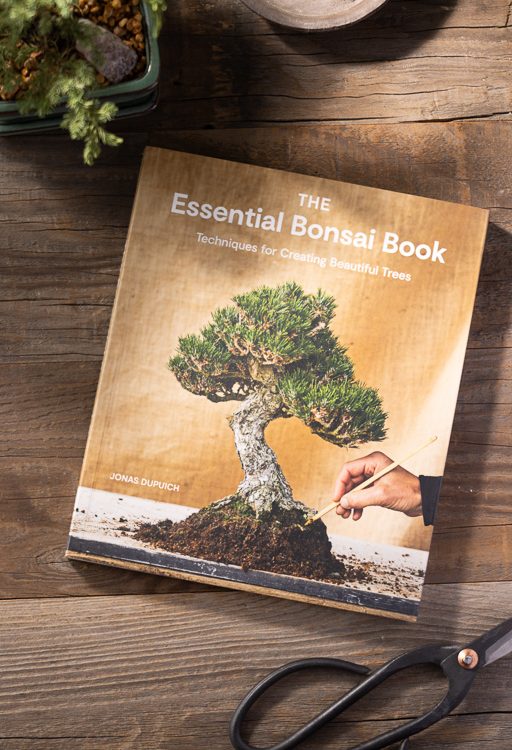 Bonsai
